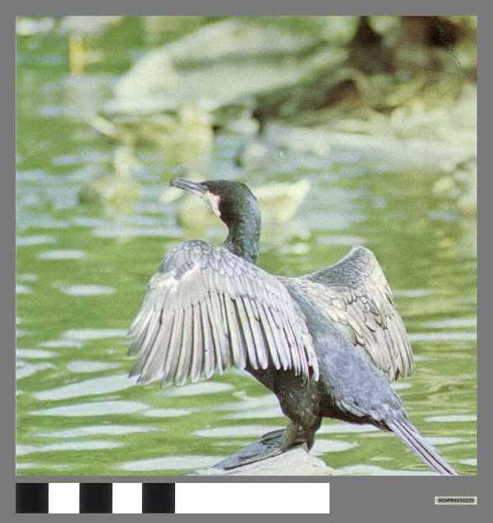 Aalscholver - Cormoran noir