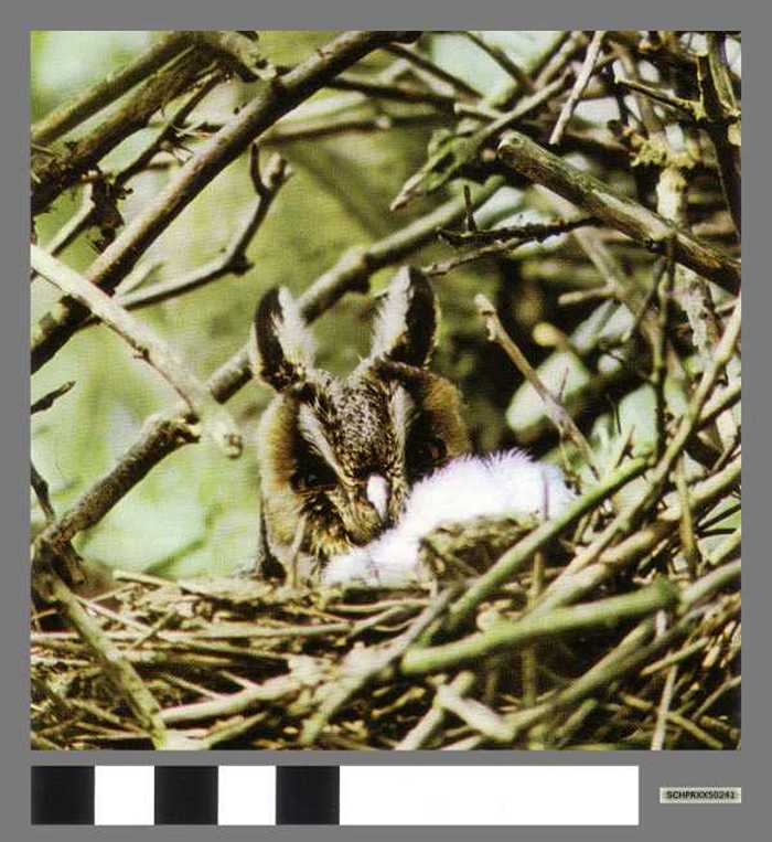 Ransuil - Hibou moyen-duc