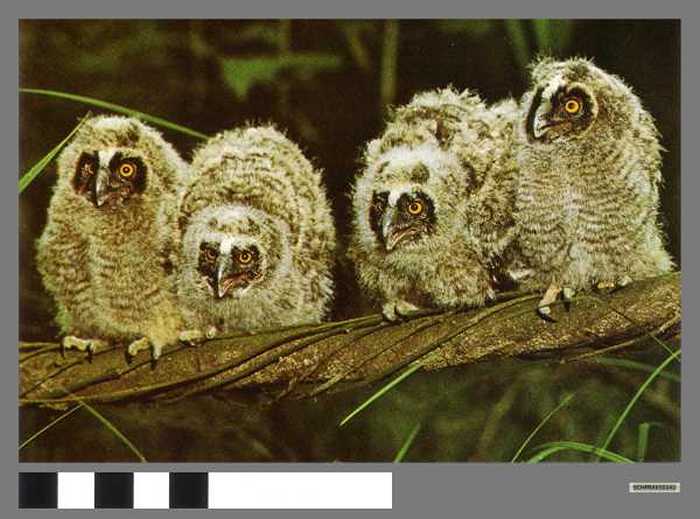 Jonge ransuilen - Jeunes du hibou moyen-duc