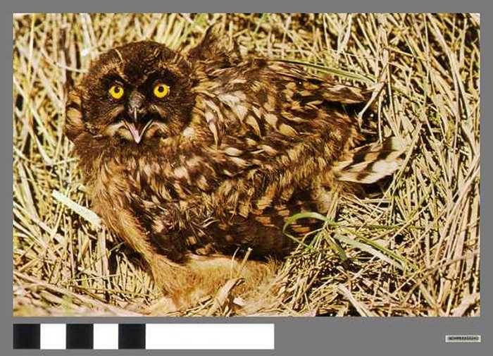 Velduil - Hibou des marais