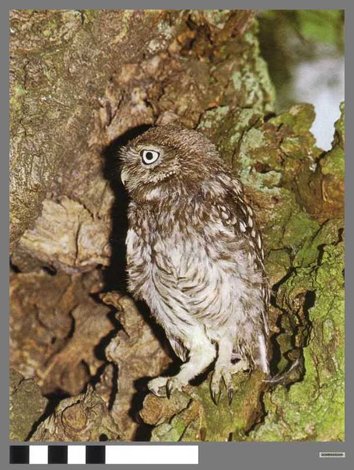 Steenuil - Chouette chevêche