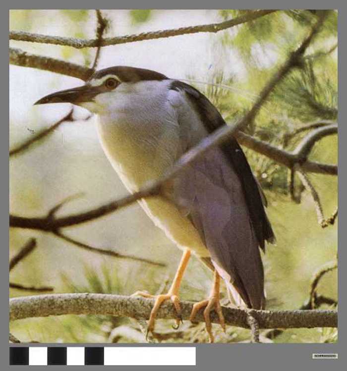 Nachtreiger - Héron bihoreau