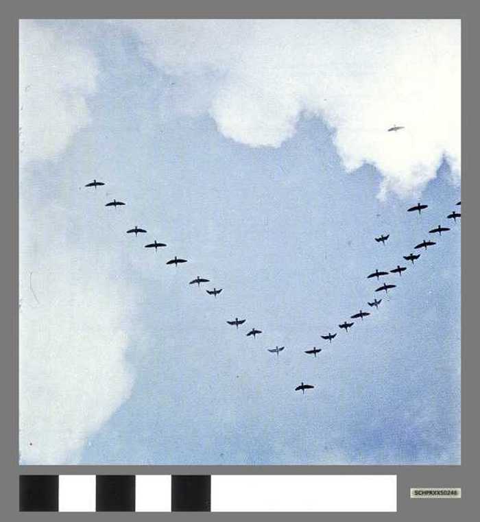 Grauwe ganzen - Vol doies cendrées