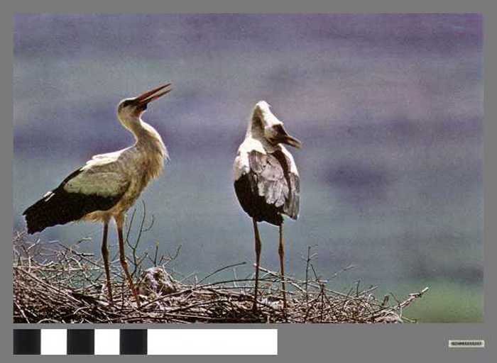 Ooievaars - Cigognes blanches