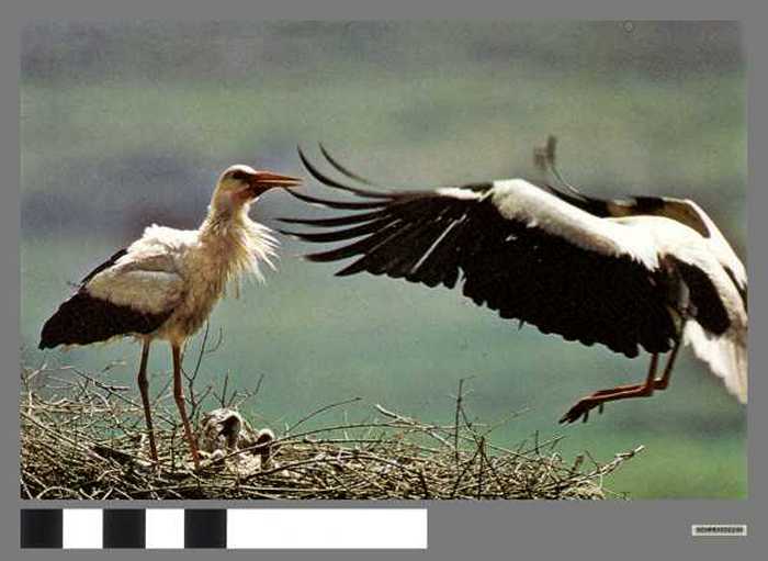 Ooievaars - Cigognes blanches