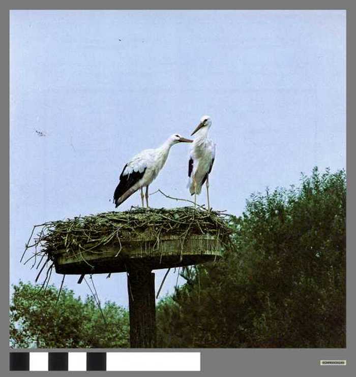 Ooievaars en hun nest - Cigognes blanches sur leur nid