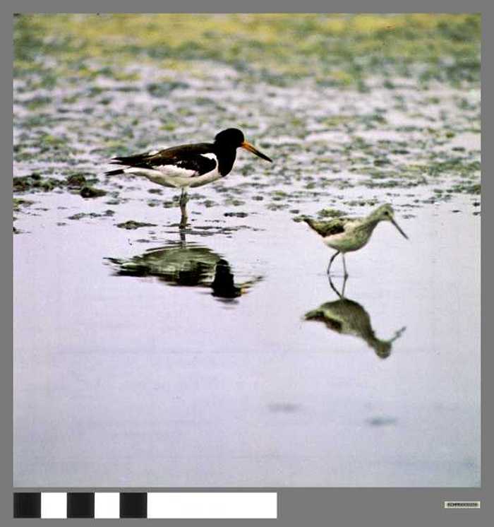 Scholekster en Groenpootruiter - Huitrier pie et chevalier