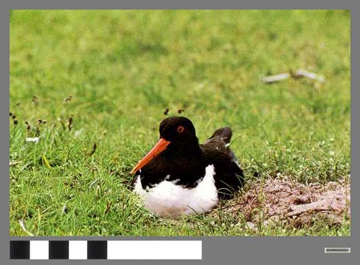 Scholekster - Huîtrier pie