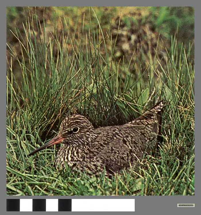 Tureluur - Chevalier gambette