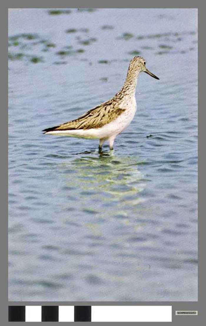 Groenpootruiter - Chevalier aboyeur