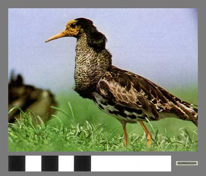 Kemphaan - Chevalier combattant