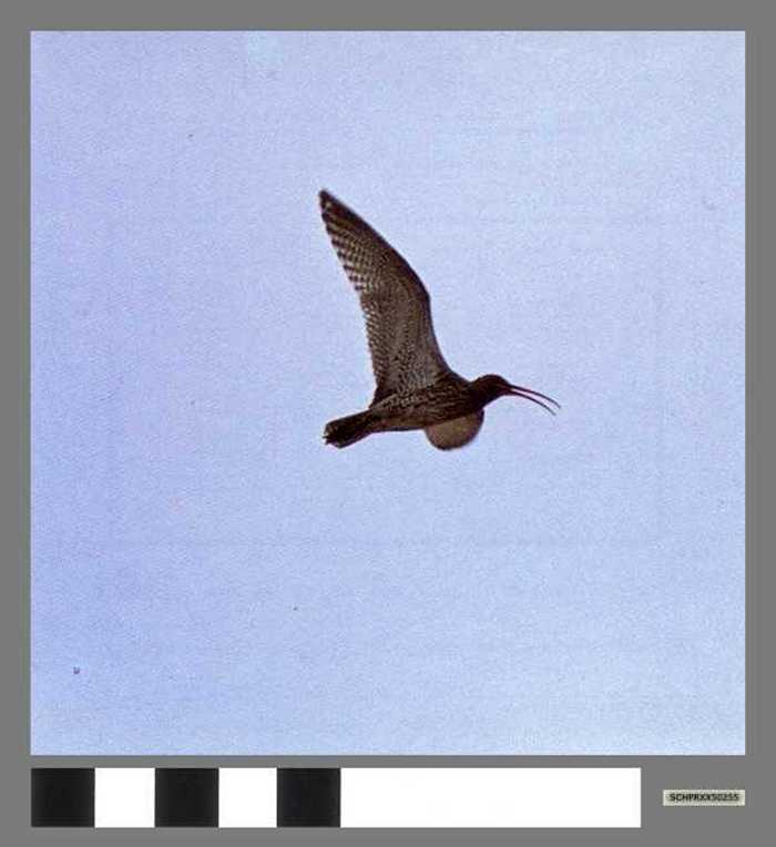 Wulp in volle vlucht - Courlis cendré en vol