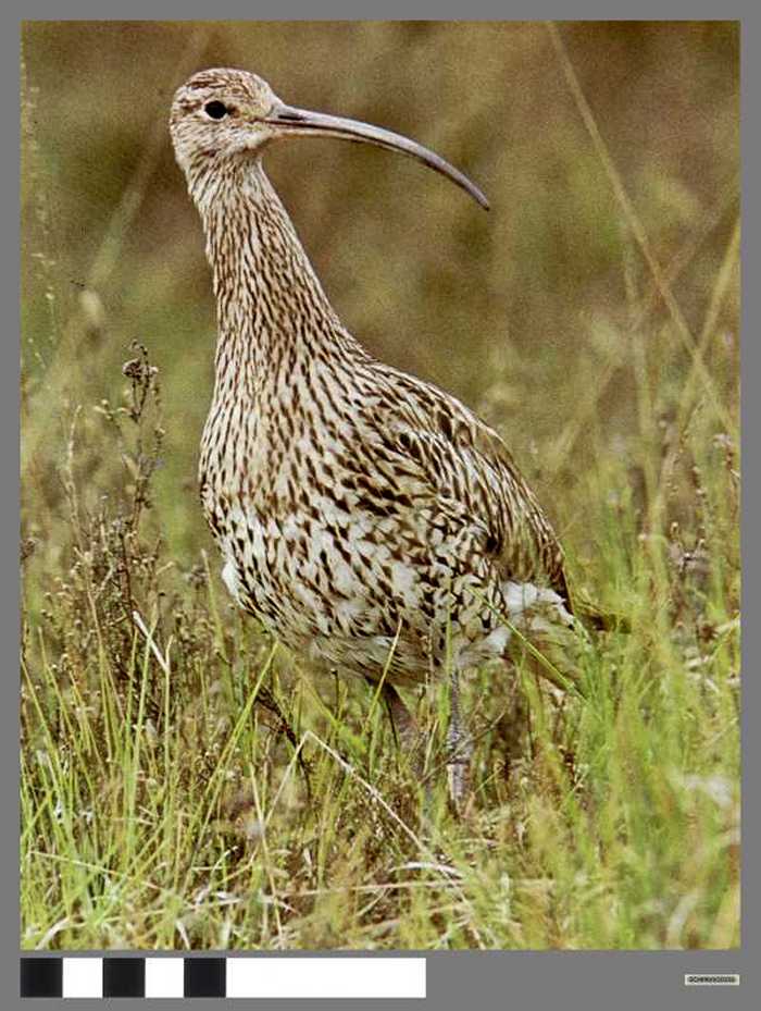 Wulp - Courlis cendré