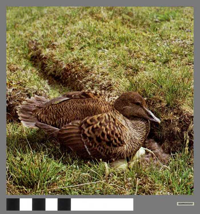 Eidereend - Eider à duvet