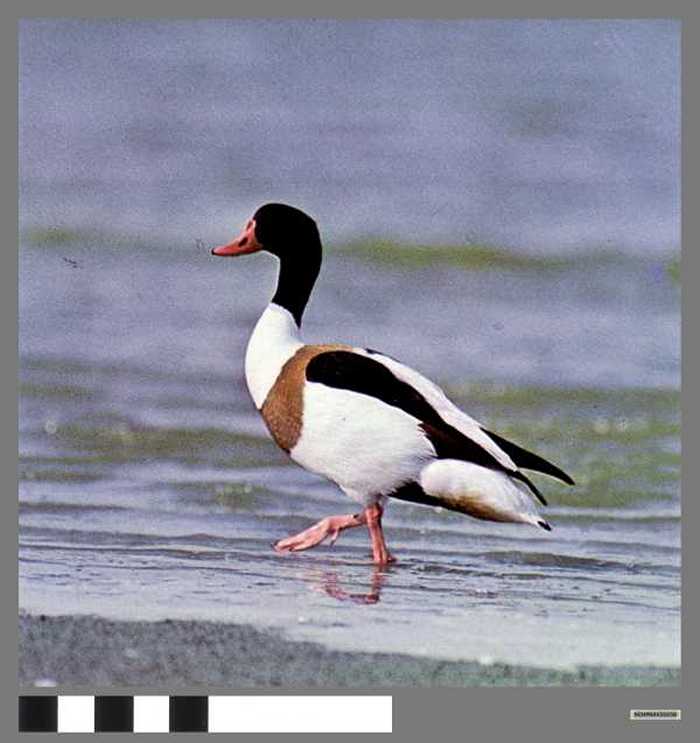 Bergeend - Canard tadorne