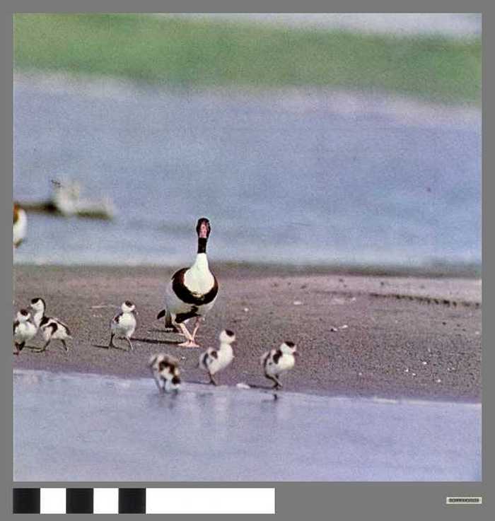 Bergeend met zijn kuikentjes - Canard tadorne et ses petits