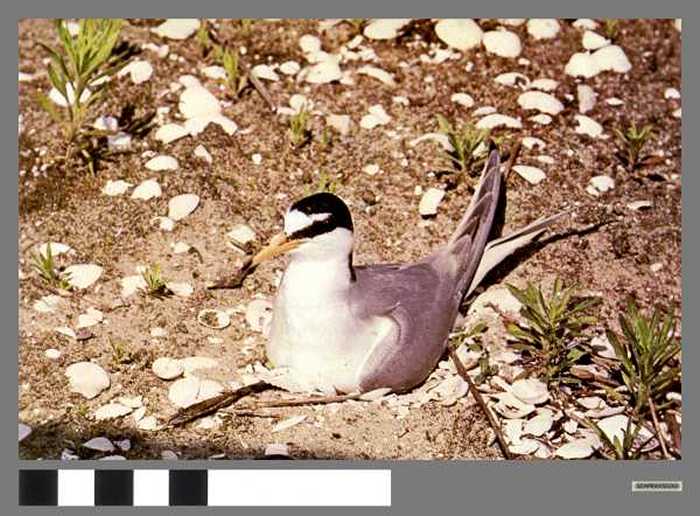 Dwergstern - Sterne naine