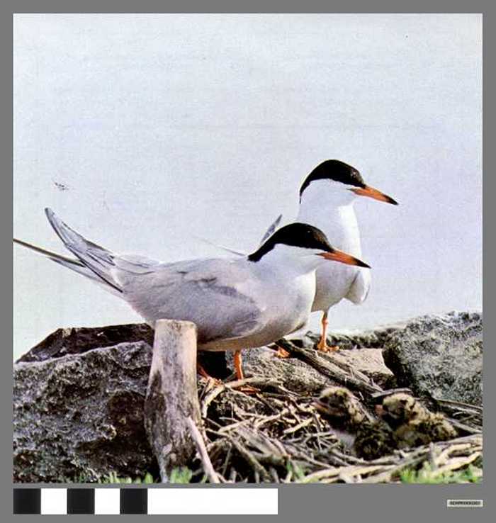 Visdiefjespaar - Couple de sternes pierre-garin