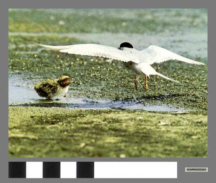 Visdiefje met zijn jong - Sterne et son Petit