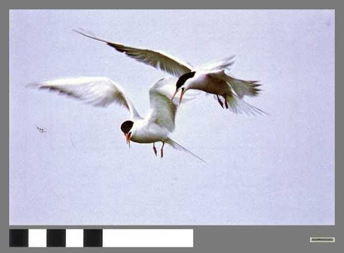 Sterns in volle vlucht - Sternes en vol