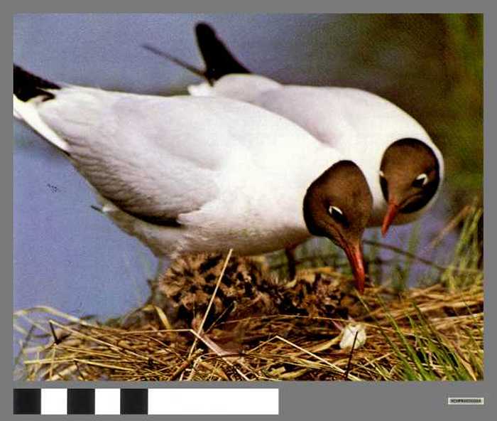 Kokmeeuwen - Mouettes rieuses