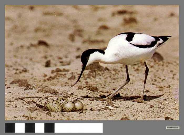 Kluut - Avocette