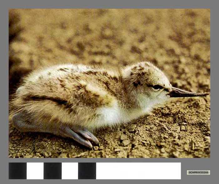 Kluutkuikentje - Jeune avocette