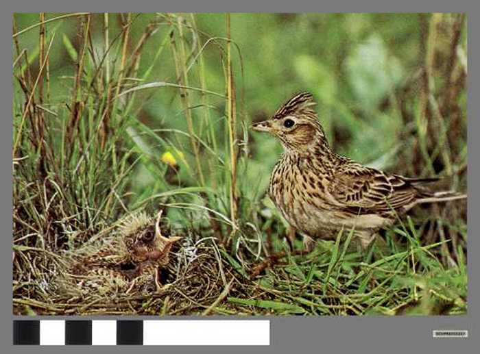 Veldleeuwerik - Alouette
