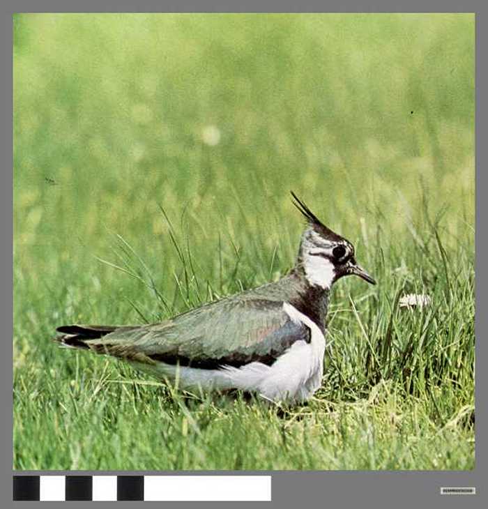 Kievit - Vanneau huppé