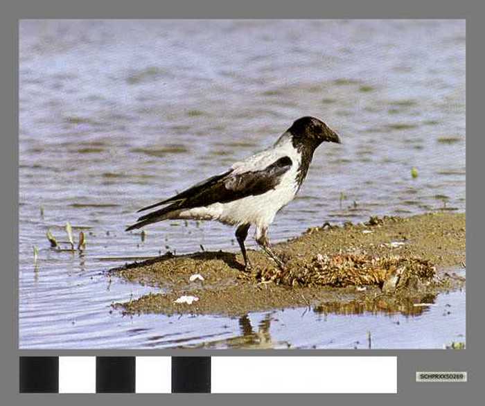 Bonte kraai, Corneille mantelée