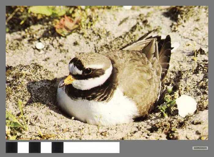 Bontbekplevier - Grand Gravelot