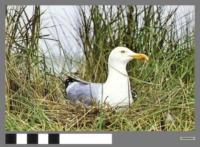 Zilvermeeuw - Goéland argenté