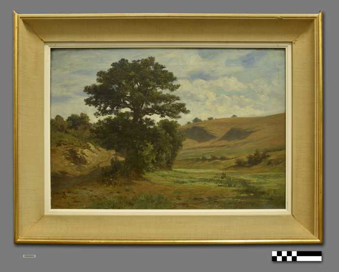 Glooiend landschap met eik