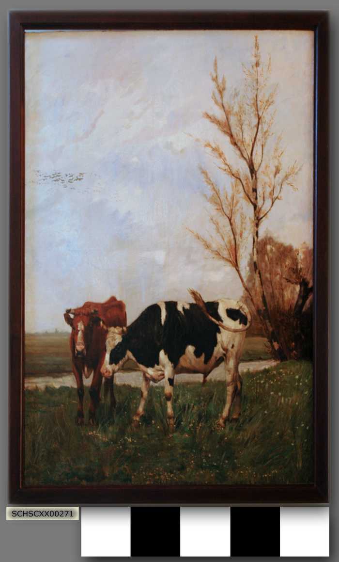 Stieren aan een poel