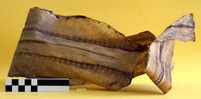 Huid van een zeepaling