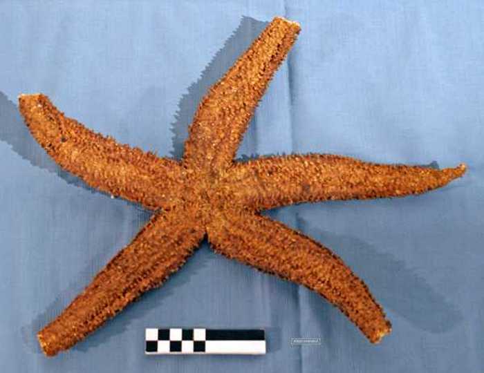 Koperets Alfons Vantorre (de Foks)