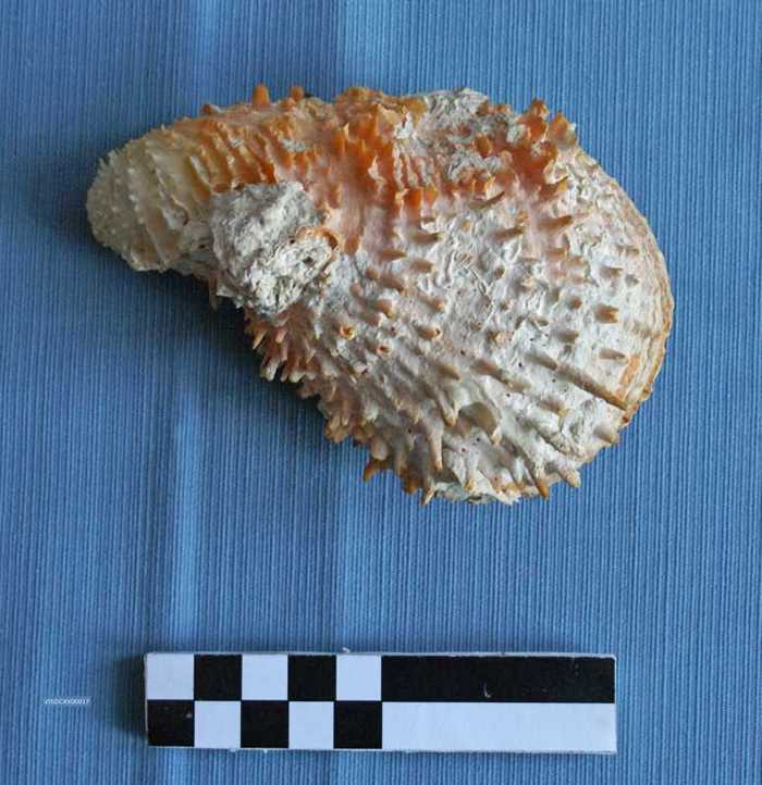 Witte en oranje schelp