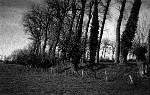 knotbomen krinkeldijk