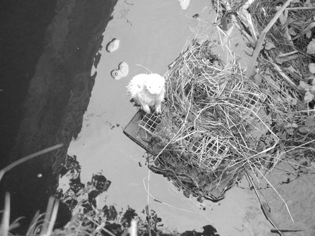 rdp201801p018 023 page6 image1