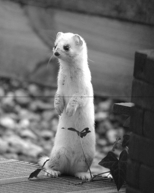 rdp201801p018 023 page6 image3