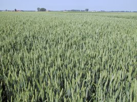 Wintertarwe_20060617